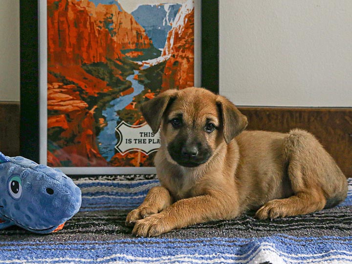 chinook puppy